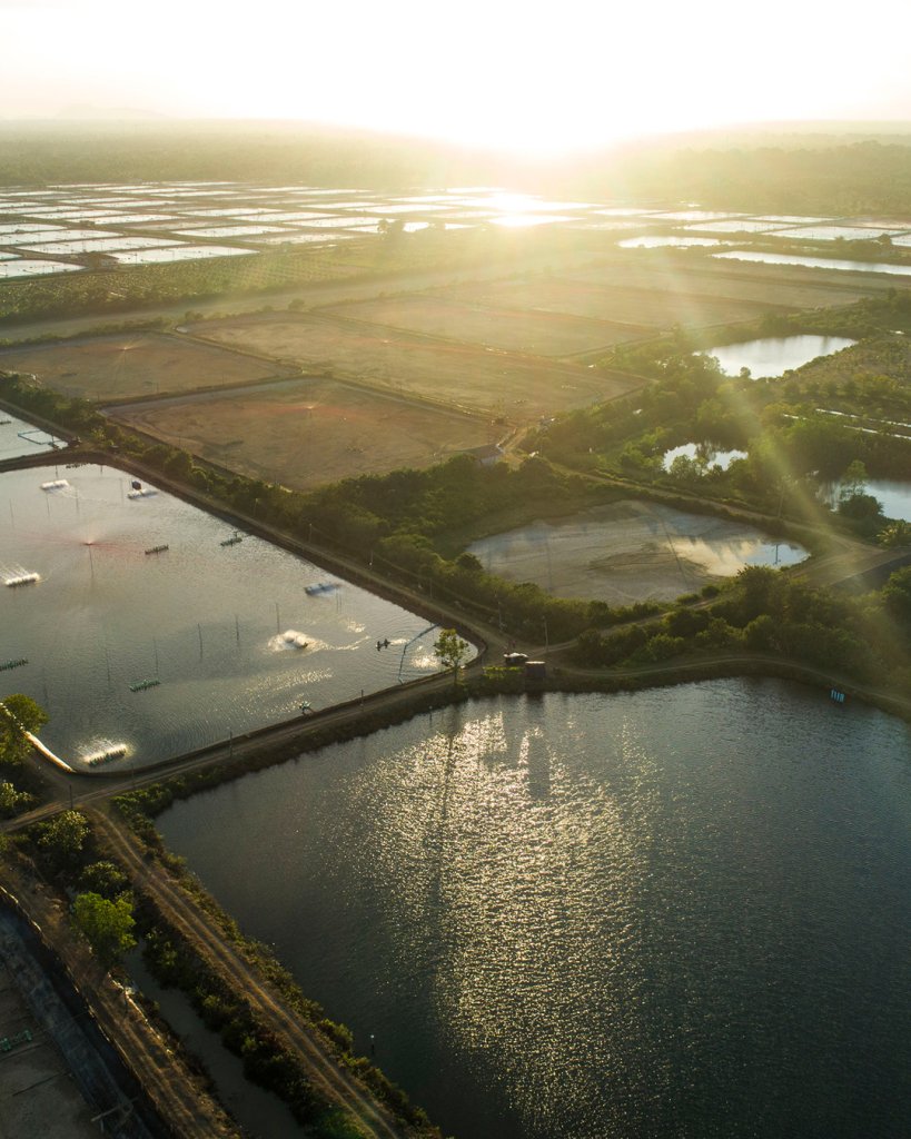 Shrimp Forward: Responsible Aquaculture